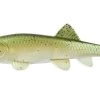 Fishlabs Bio Minnow Swimbaits